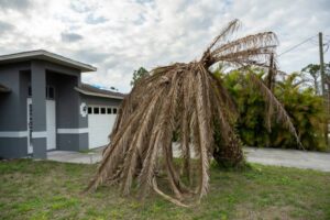 palm tree removal guidelines Adelaide